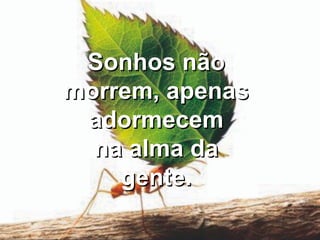 Sonhos não morrem, apenas adormecem na alma da gente. 