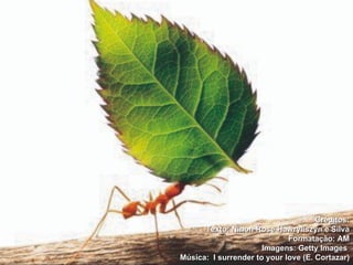 Créditos: Texto: Ninon Rose Hawryliszyn e Silva Formatação: AM Imagens: Getty Images  Música:  I surrender to your love (E. Cortazar) 