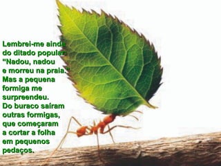 Lembrei-me ainda  do ditado popular:  “Nadou, nadou  e morreu na praia.”  Mas a pequena  formiga me surpreendeu.  Do buraco saíram  outras formigas,  que começaram  a cortar a folha  em pequenos  pedaços. 