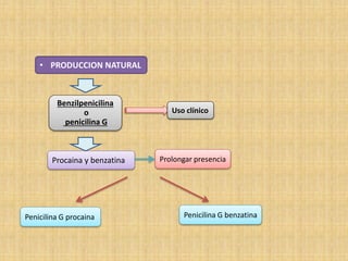 • PRODUCCION NATURAL
Benzilpenicilina
o
penicilina G
Uso clínico
Procaina y benzatina Prolongar presencia
Penicilina G procaina Penicilina G benzatina
 