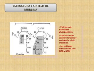 Mecanismos de acción
ESTRUCTURA Y SINTESIS DE
MUREINA
Mureina
- Polímero de
naturaleza
glucopeptidica.
- Estructura que
confiere la forma y
resistencia a lisis
mecánica.
- Las unidades
estructurales son:
NAG y NAM
 