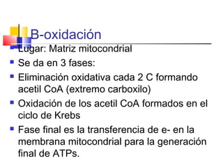 B-oxidación
 Lugar: Matriz mitocondrial
 Se da en 3 fases:
 Eliminación oxidativa cada 2 C formando
acetil CoA (extremo carboxilo)
 Oxidación de los acetil CoA formados en el
ciclo de Krebs
 Fase final es la transferencia de e- en la
membrana mitocondrial para la generación
final de ATPs.
 