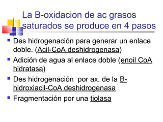 La B-oxidacion de ac grasos
saturados se produce en 4 pasos
 Des hidrogenación para generar un enlace
doble. (Acil-CoA deshidrogenasa)
 Adición de agua al enlace doble (enoil CoA
hidratasa)
 Des hidrogenación por ax. de la B-
hidroxiacil-CoA deshidrogenasa
 Fragmentación por una tiolasa
 