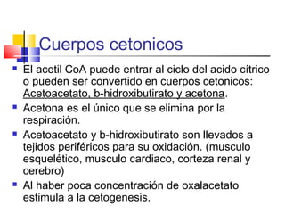 Cuerpos cetonicos
 El acetil CoA puede entrar al ciclo del acido cítrico
o pueden ser convertido en cuerpos cetonicos:
Acetoacetato, b-hidroxibutirato y acetona.
 Acetona es el único que se elimina por la
respiración.
 Acetoacetato y b-hidroxibutirato son llevados a
tejidos periféricos para su oxidación. (musculo
esquelético, musculo cardiaco, corteza renal y
cerebro)
 Al haber poca concentración de oxalacetato
estimula a la cetogenesis.
 