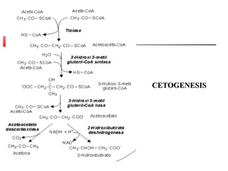 CETOGENESISCETOGENESIS
 