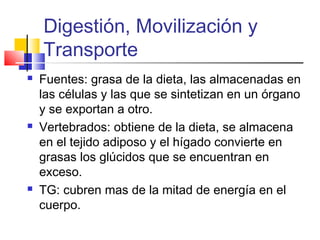 Digestión, Movilización y
Transporte
 Fuentes: grasa de la dieta, las almacenadas en
las células y las que se sintetizan en un órgano
y se exportan a otro.
 Vertebrados: obtiene de la dieta, se almacena
en el tejido adiposo y el hígado convierte en
grasas los glúcidos que se encuentran en
exceso.
 TG: cubren mas de la mitad de energía en el
cuerpo.
 