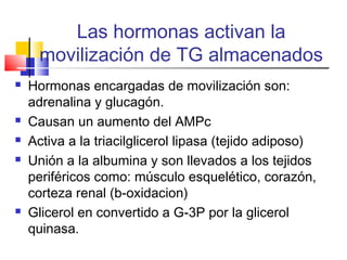 Las hormonas activan la
movilización de TG almacenados
 Hormonas encargadas de movilización son:
adrenalina y glucagón.
 Causan un aumento del AMPc
 Activa a la triacilglicerol lipasa (tejido adiposo)
 Unión a la albumina y son llevados a los tejidos
periféricos como: músculo esquelético, corazón,
corteza renal (b-oxidacion)
 Glicerol en convertido a G-3P por la glicerol
quinasa.
 
