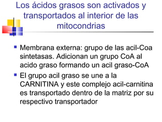 Los ácidos grasos son activados y
transportados al interior de las
mitocondrias
 Membrana externa: grupo de las acil-Coa
sintetasas. Adicionan un grupo CoA al
acido graso formando un acil graso-CoA
 El grupo acil graso se une a la
CARNITINA y este complejo acil-carnitina
es transportado dentro de la matriz por su
respectivo transportador
 