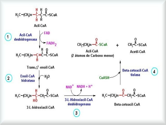B oxidacion