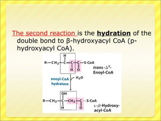 The second reaction is the hydration of the
double bond to β-hydroxyacyl CoA (p-
hydroxyacyl CoA).
 