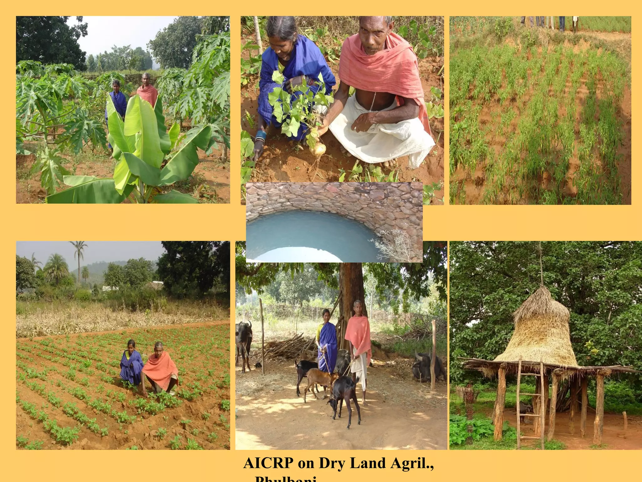 AICRP on Dry Land Agril.,
 