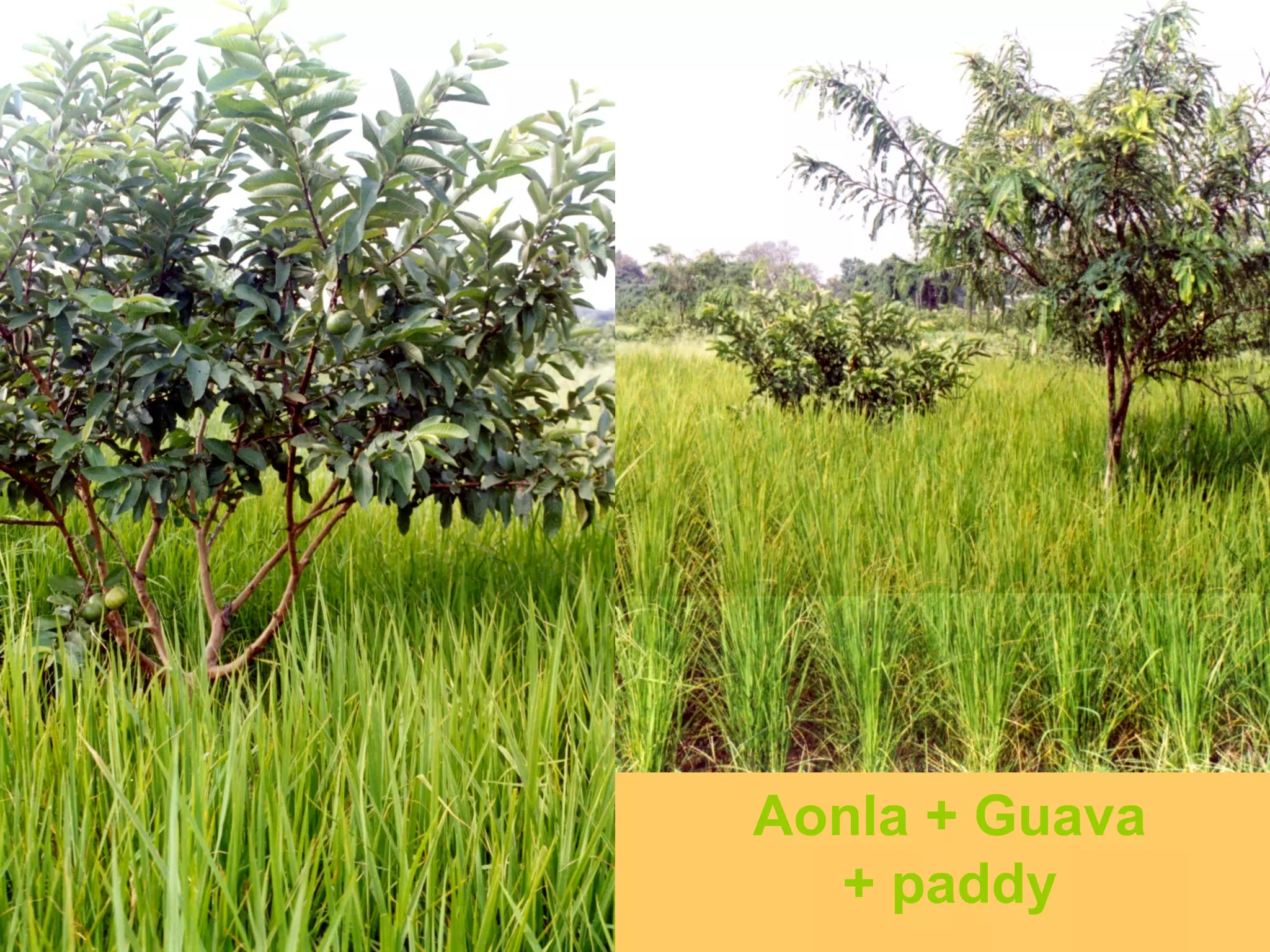 Aonla + Guava
+ paddy
 