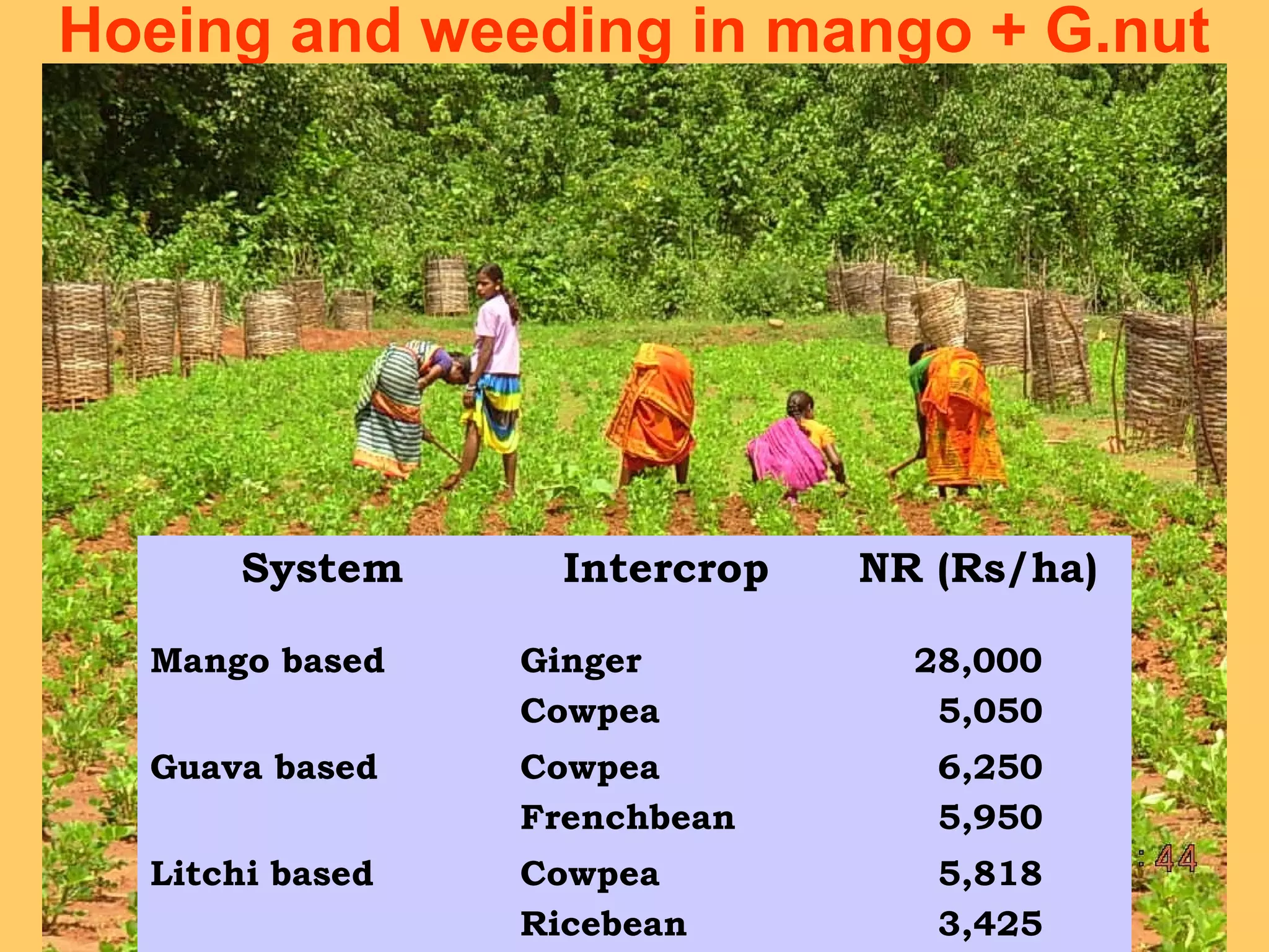 Hoeing and weeding in mango + G.nut
System Intercrop NR (Rs/ha)
Mango based Ginger
Cowpea
28,000
5,050
Guava based Cowpea
Frenchbean
6,250
5,950
Litchi based Cowpea
Ricebean
5,818
3,425
 