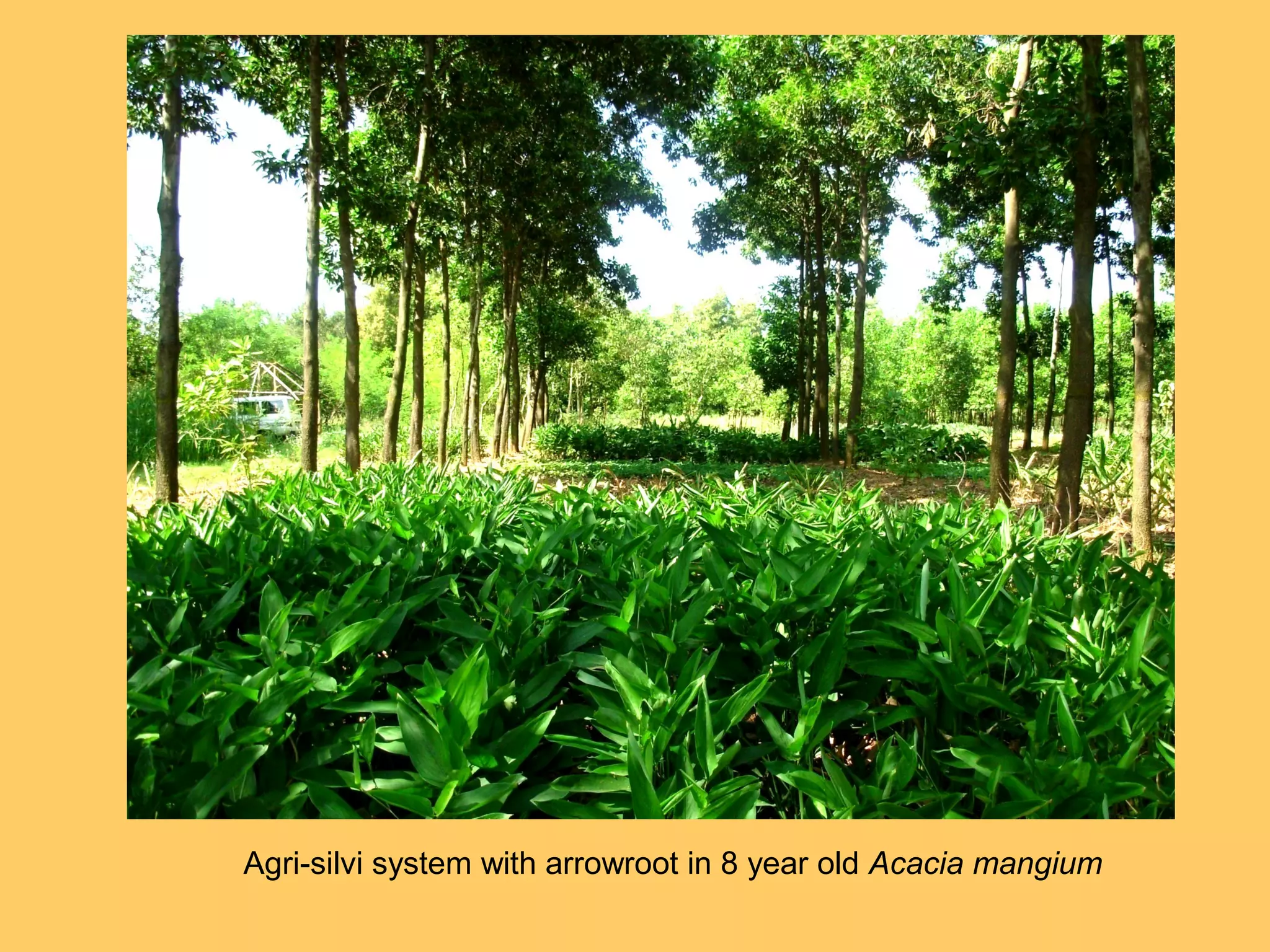 Agri-silvi system with arrowroot in 8 year old Acacia mangium
 