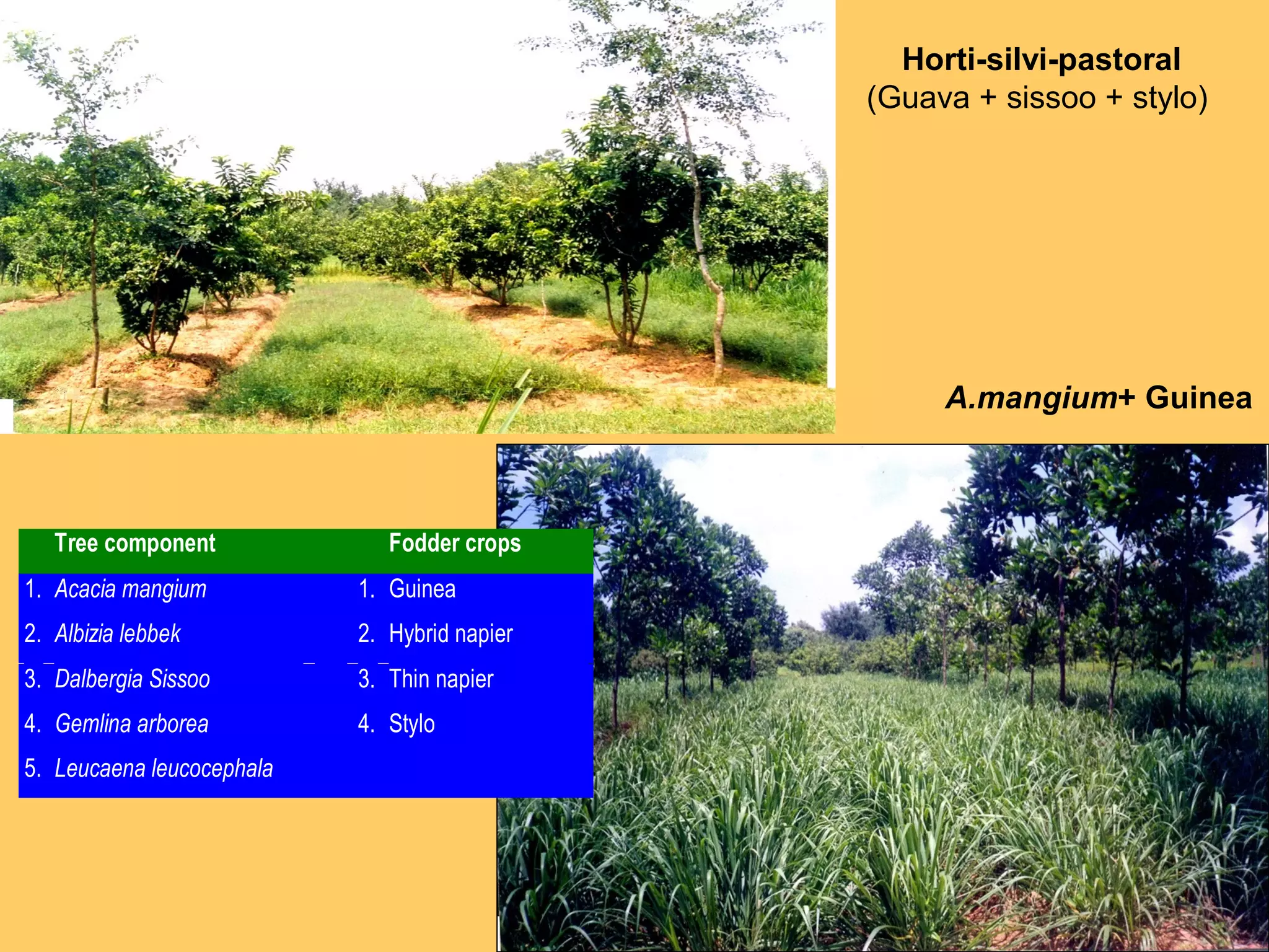 Horti-silvi-pastoral
(Guava + sissoo + stylo)
A.mangium+ Guinea
Tree component Fodder crops
1. Acacia mangium 1. Guinea
2. Albizia lebbek 2. Hybrid napier
3. Dalbergia Sissoo 3. Thin napier
4. Gemlina arborea 4. Stylo
5. Leucaena leucocephala
 