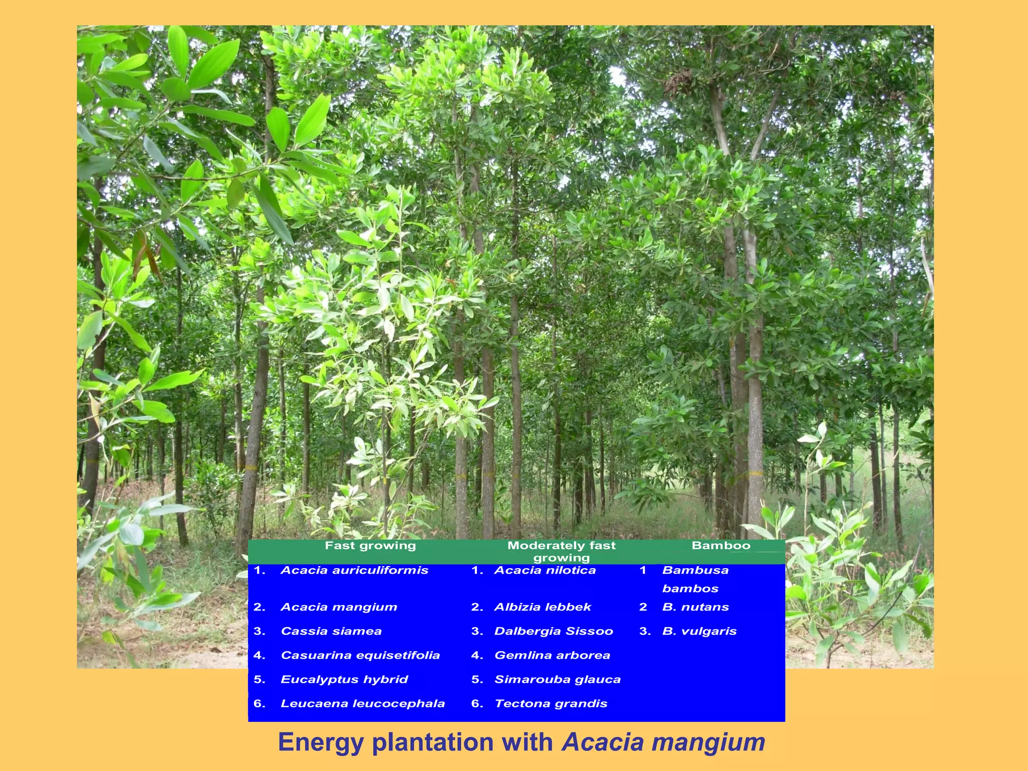 Energy plantation with Acacia mangium
Fast growing Moderately fast
growing
Bamboo
1. Acacia auriculiformis 1. Acacia nilotica 1 Bambusa
bambos
2. Acacia mangium 2. Albizia lebbek 2 B. nutans
3. Cassia siamea 3. Dalbergia Sissoo 3. B. vulgaris
4. Casuarina equisetifolia 4. Gemlina arborea
5. Eucalyptus hybrid 5. Simarouba glauca
6. Leucaena leucocephala 6. Tectona grandis
 