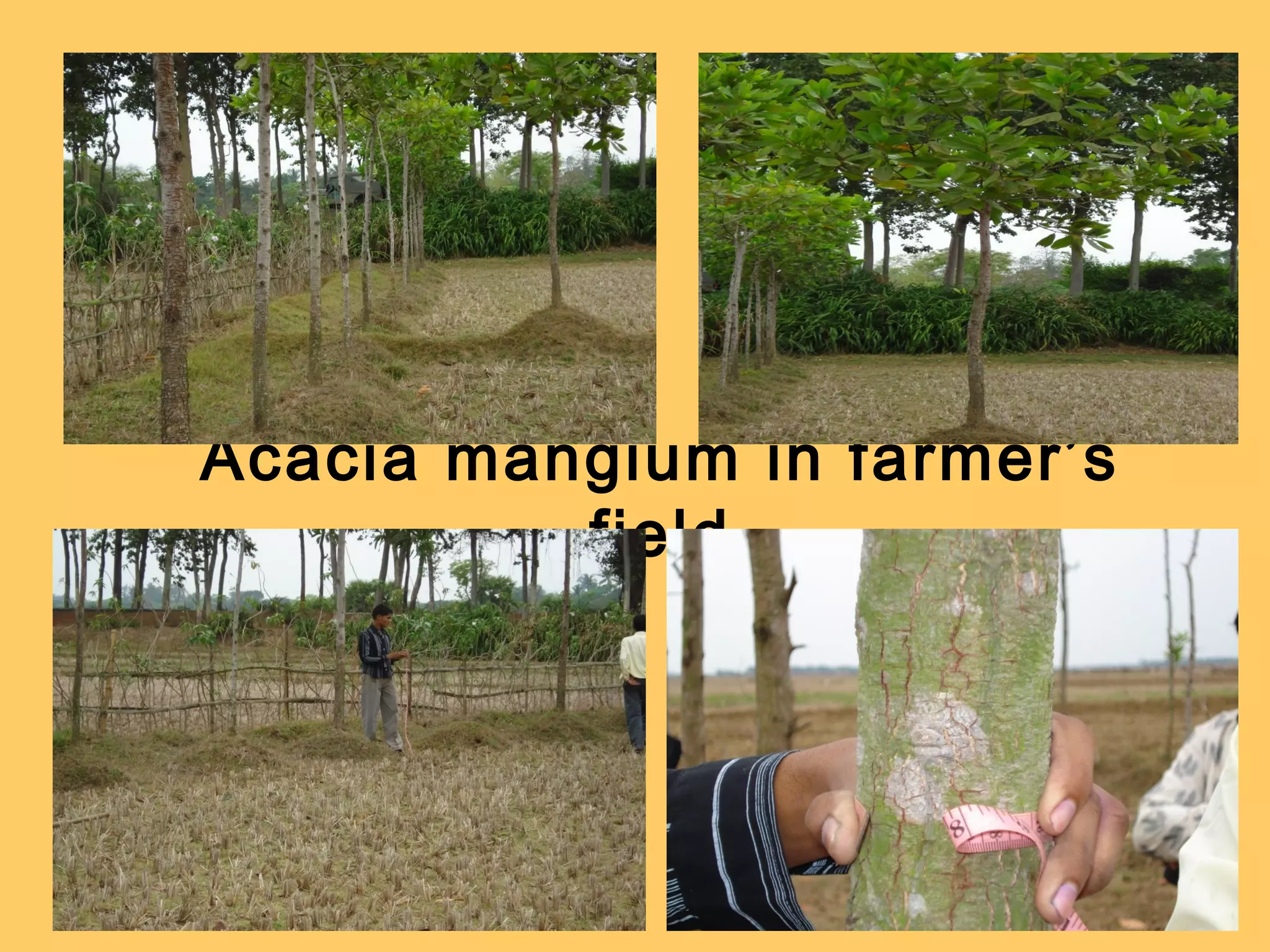 Acacia mangium in farmer’s
field
 