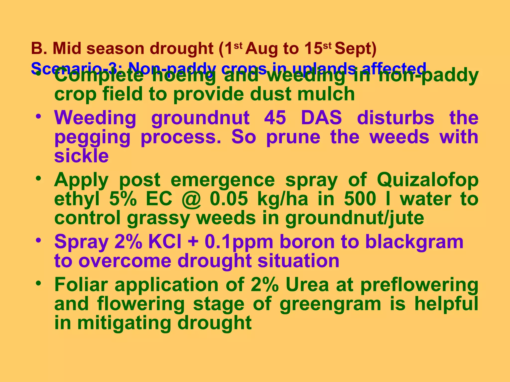 B. Mid season drought (1st
Aug to 15st
Sept)
Scenario-3: Non-paddy crops in uplands affected• Complete hoeing and weeding in non-paddy
crop field to provide dust mulch
• Weeding groundnut 45 DAS disturbs the
pegging process. So prune the weeds with
sickle
• Apply post emergence spray of Quizalofop
ethyl 5% EC @ 0.05 kg/ha in 500 l water to
control grassy weeds in groundnut/jute
• Spray 2% KCl + 0.1ppm boron to blackgram
to overcome drought situation
• Foliar application of 2% Urea at preflowering
and flowering stage of greengram is helpful
in mitigating drought
 