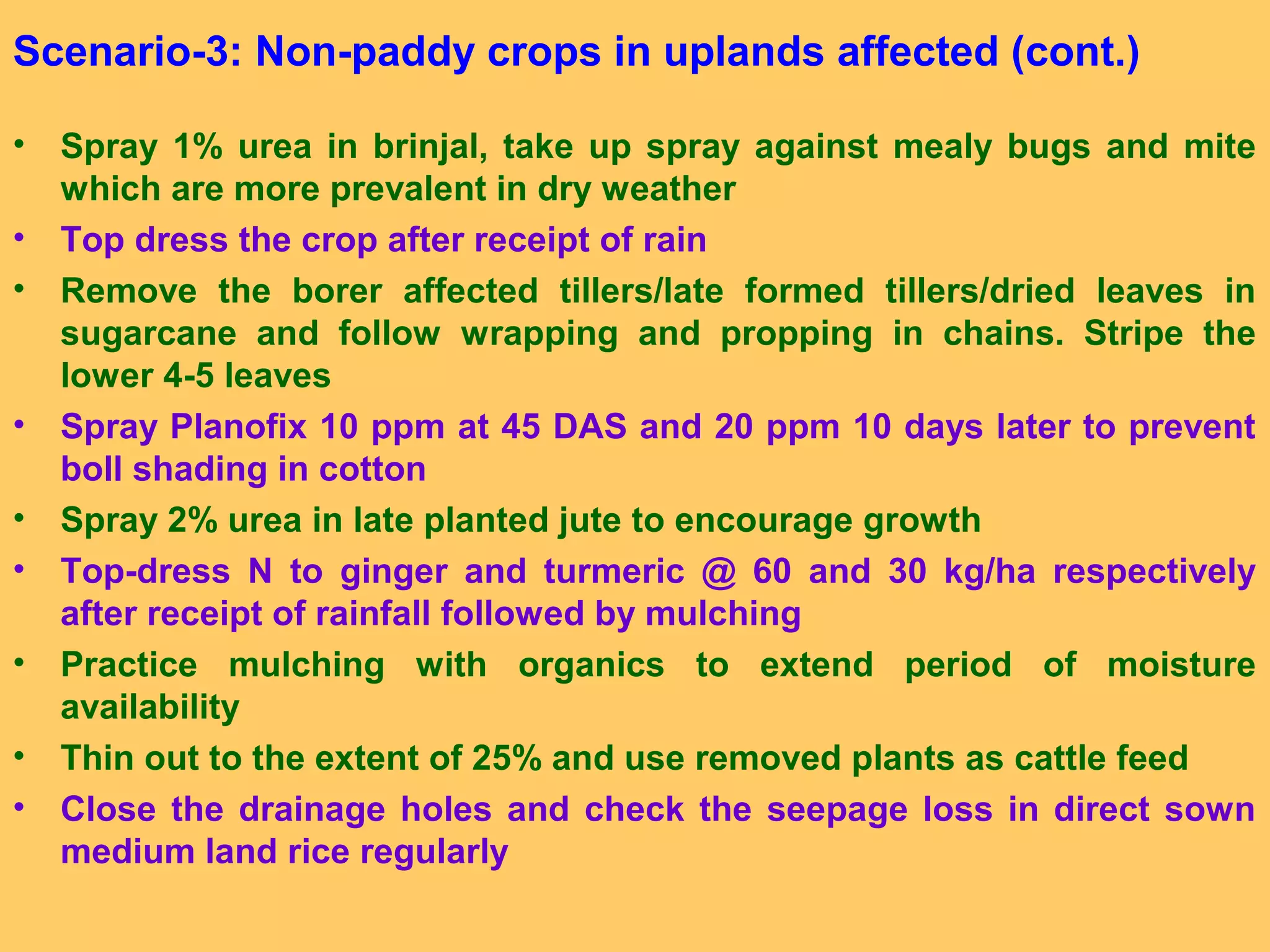 Scenario-3: Non-paddy crops in uplands affected (cont.)
• Spray 1% urea in brinjal, take up spray against mealy bugs and mite
which are more prevalent in dry weather
• Top dress the crop after receipt of rain
• Remove the borer affected tillers/late formed tillers/dried leaves in
sugarcane and follow wrapping and propping in chains. Stripe the
lower 4-5 leaves
• Spray Planofix 10 ppm at 45 DAS and 20 ppm 10 days later to prevent
boll shading in cotton
• Spray 2% urea in late planted jute to encourage growth
• Top-dress N to ginger and turmeric @ 60 and 30 kg/ha respectively
after receipt of rainfall followed by mulching
• Practice mulching with organics to extend period of moisture
availability
• Thin out to the extent of 25% and use removed plants as cattle feed
• Close the drainage holes and check the seepage loss in direct sown
medium land rice regularly
 