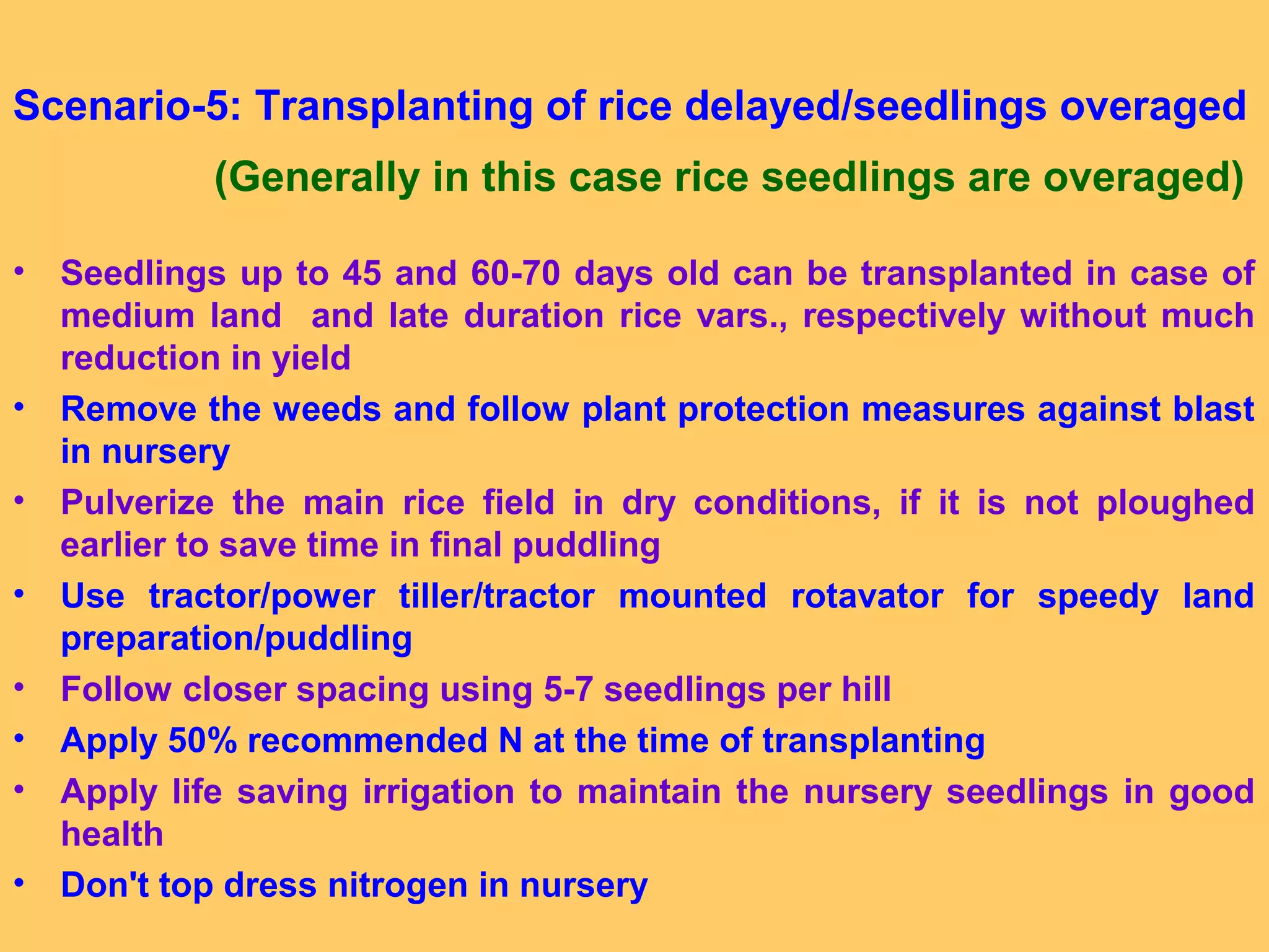Scenario-5: Transplanting of rice delayed/seedlings overaged
(Generally in this case rice seedlings are overaged)
• Seedlings up to 45 and 60-70 days old can be transplanted in case of
medium land and late duration rice vars., respectively without much
reduction in yield
• Remove the weeds and follow plant protection measures against blast
in nursery
• Pulverize the main rice field in dry conditions, if it is not ploughed
earlier to save time in final puddling
• Use tractor/power tiller/tractor mounted rotavator for speedy land
preparation/puddling
• Follow closer spacing using 5-7 seedlings per hill
• Apply 50% recommended N at the time of transplanting
• Apply life saving irrigation to maintain the nursery seedlings in good
health
• Don't top dress nitrogen in nursery
 
