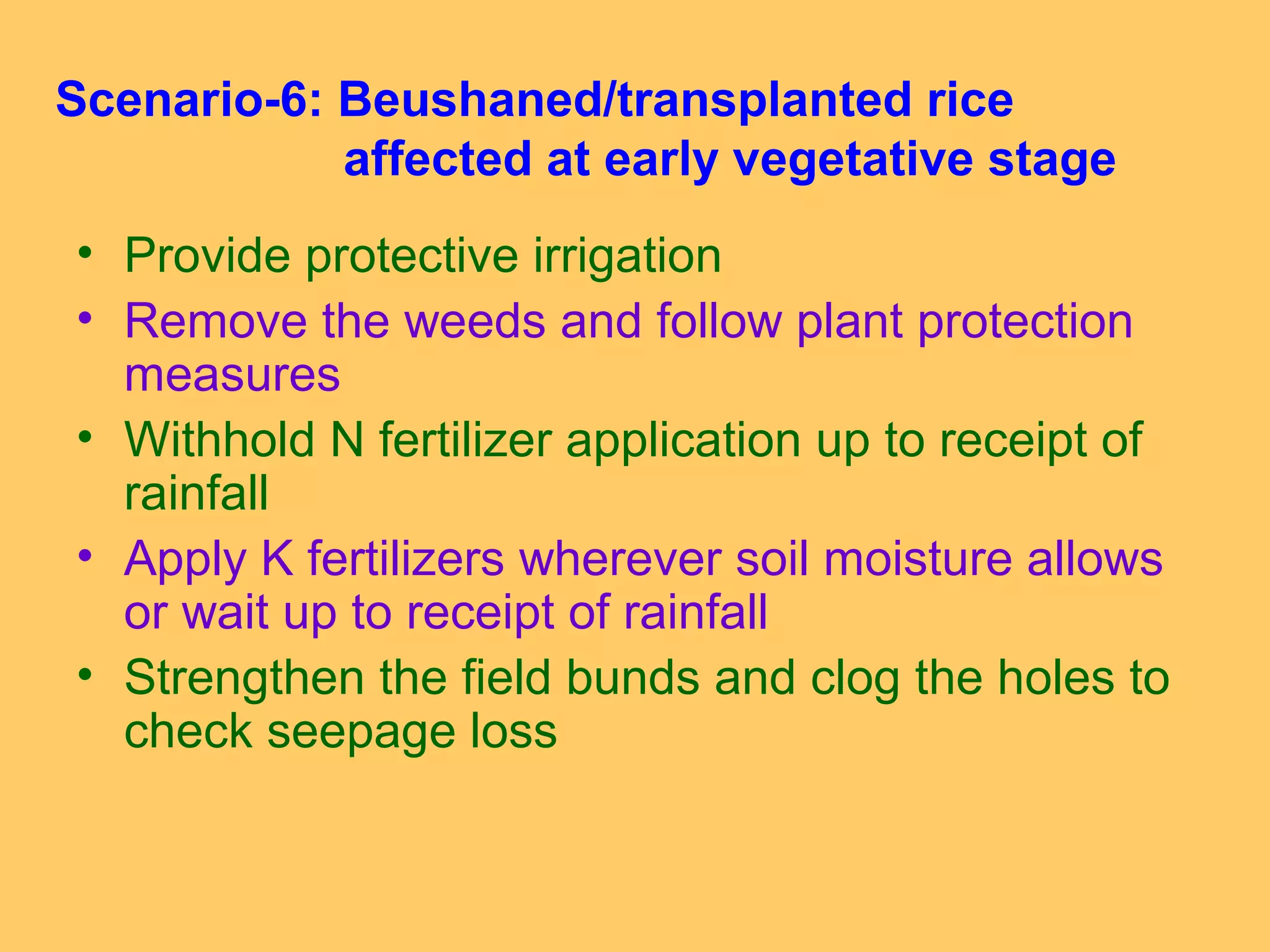 Scenario-6: Beushaned/transplanted rice
affected at early vegetative stage
• Provide protective irrigation
• Remove the weeds and follow plant protection
measures
• Withhold N fertilizer application up to receipt of
rainfall
• Apply K fertilizers wherever soil moisture allows
or wait up to receipt of rainfall
• Strengthen the field bunds and clog the holes to
check seepage loss
 