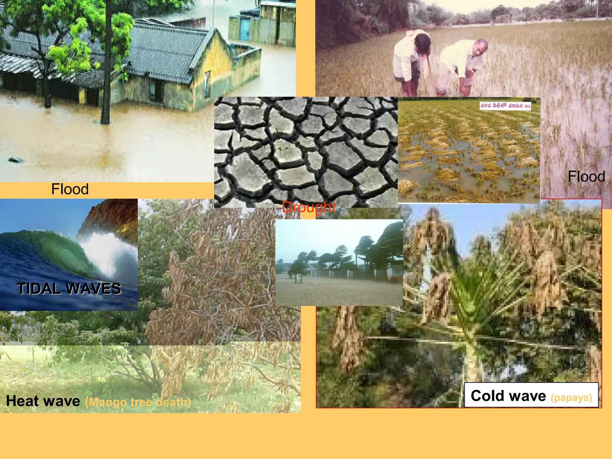 Cold wave (papaya)
Heat wave (Mango tree death)
Flood
Flood
Drought
TIDAL WAVESTIDAL WAVES
 