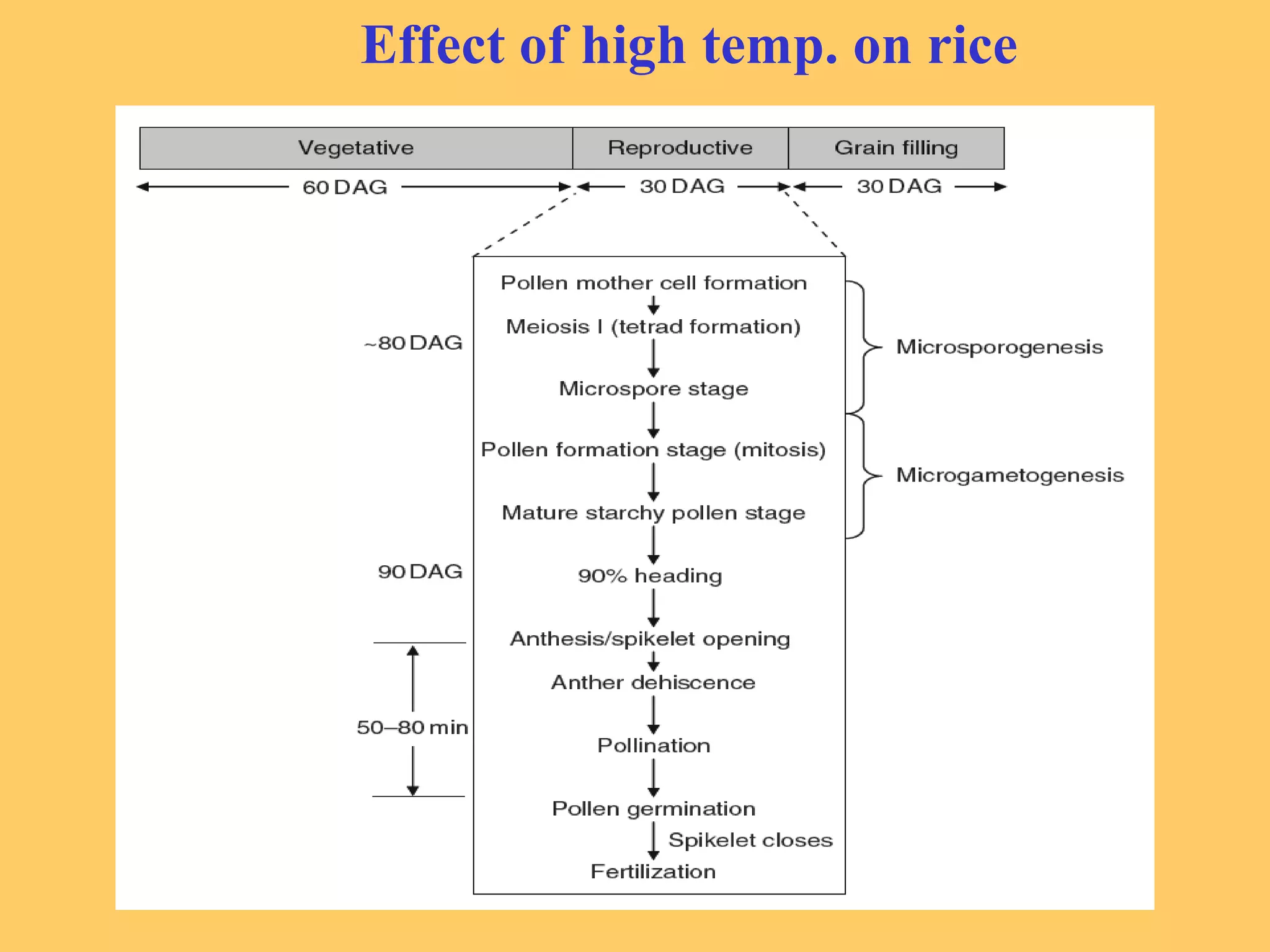 Effect of high temp. on rice
 