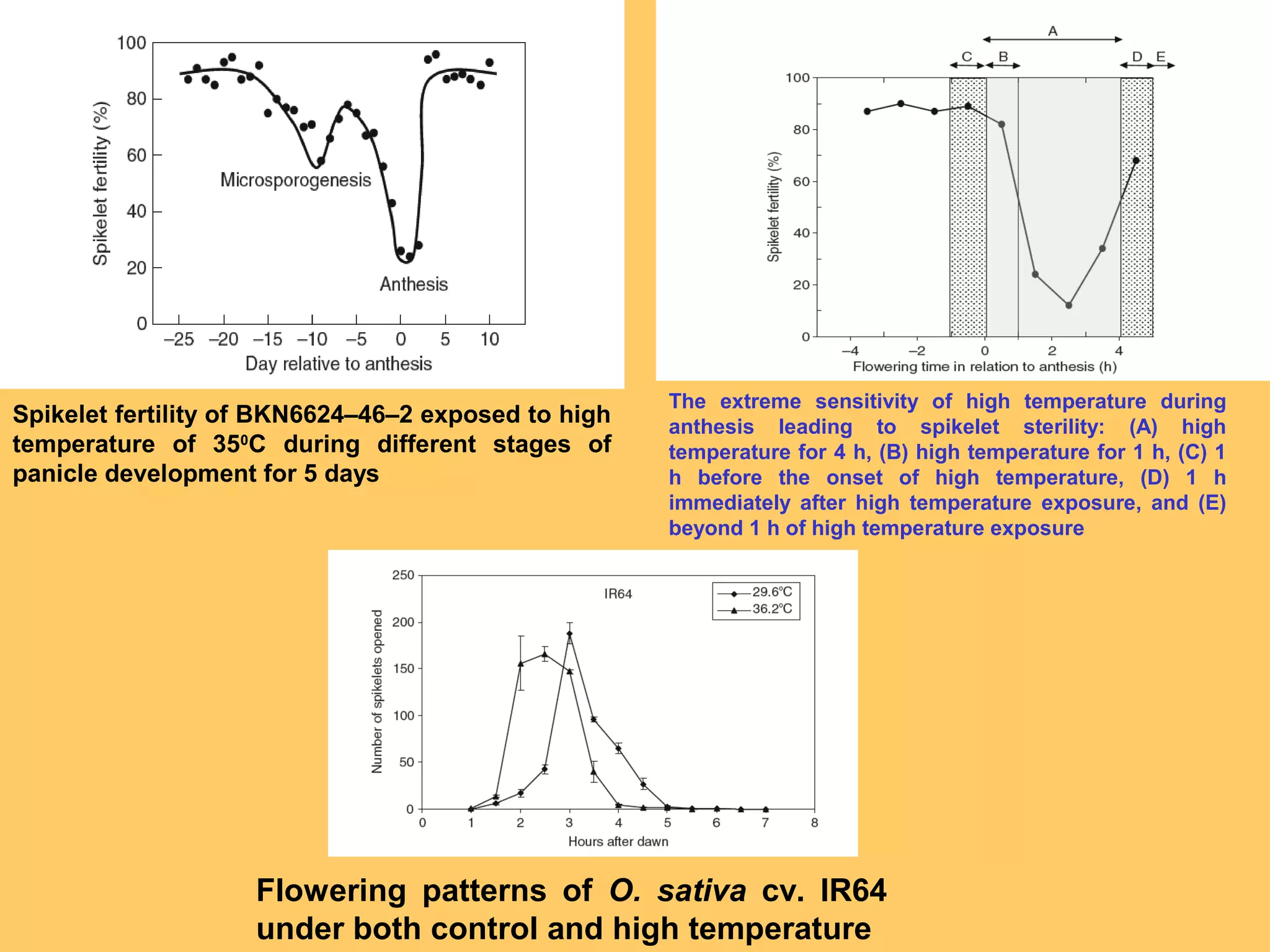 Spikelet fertility of BKN6624–46–2 exposed to high
temperature of 350
C during different stages of
panicle development for 5 days
The extreme sensitivity of high temperature during
anthesis leading to spikelet sterility: (A) high
temperature for 4 h, (B) high temperature for 1 h, (C) 1
h before the onset of high temperature, (D) 1 h
immediately after high temperature exposure, and (E)
beyond 1 h of high temperature exposure
Flowering patterns of O. sativa cv. IR64
under both control and high temperature
 