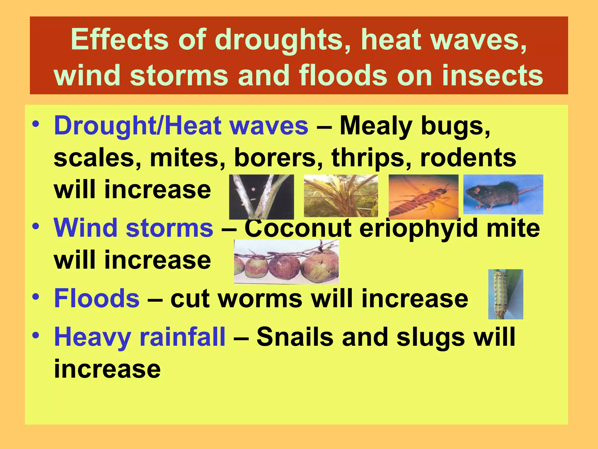 Effects of droughts, heat waves,
wind storms and floods on insects
• Drought/Heat waves – Mealy bugs,
scales, mites, borers, thrips, rodents
will increase
• Wind storms – Coconut eriophyid mite
will increase
• Floods – cut worms will increase
• Heavy rainfall – Snails and slugs will
increase
 