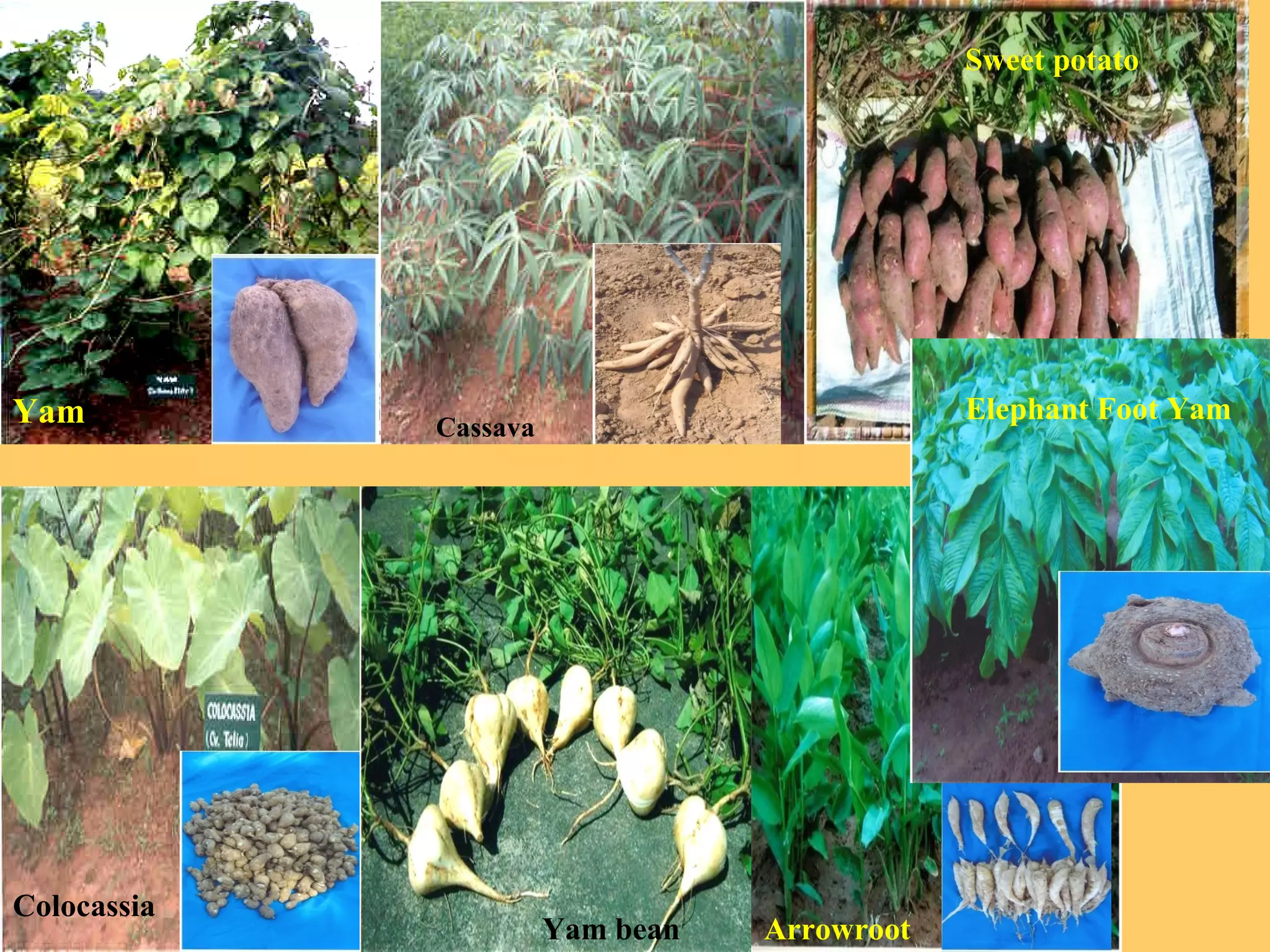 Yam Cassava
Sweet potato
Colocassia
Yam bean Arrowroot
Elephant Foot Yam
 