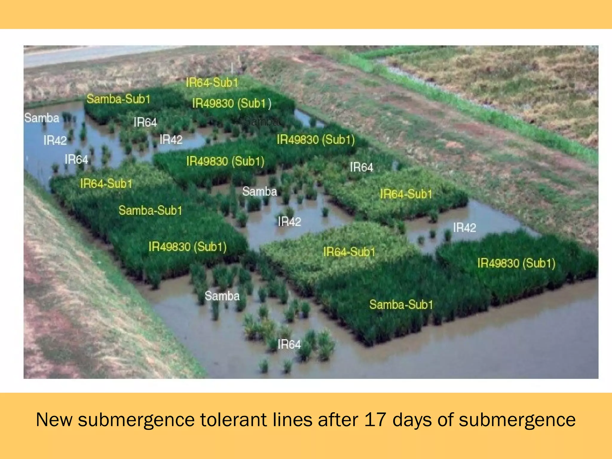 New submergence tolerant lines after 17 days of submergence
 