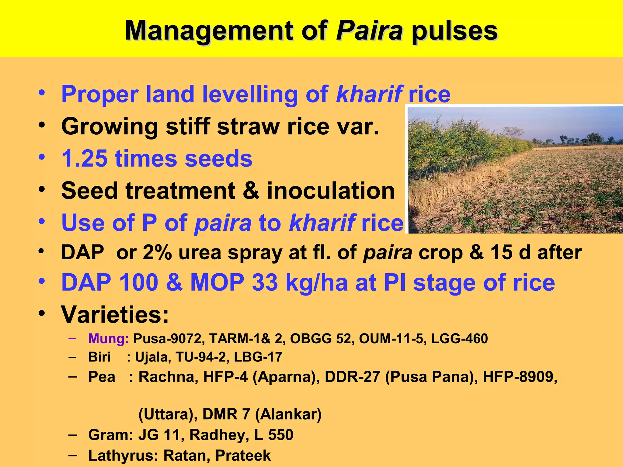 Management ofManagement of PairaPaira pulsespulses
• Proper land levelling of kharif rice
• Growing stiff straw rice var.
• 1.25 times seeds
• Seed treatment & inoculation
• Use of P of paira to kharif rice
• DAP or 2% urea spray at fl. of paira crop & 15 d after
• DAP 100 & MOP 33 kg/ha at PI stage of rice
• Varieties:
– Mung: Pusa-9072, TARM-1& 2, OBGG 52, OUM-11-5, LGG-460
– Biri : Ujala, TU-94-2, LBG-17
– Pea : Rachna, HFP-4 (Aparna), DDR-27 (Pusa Pana), HFP-8909,
(Uttara), DMR 7 (Alankar)
– Gram: JG 11, Radhey, L 550
– Lathyrus: Ratan, Prateek
 