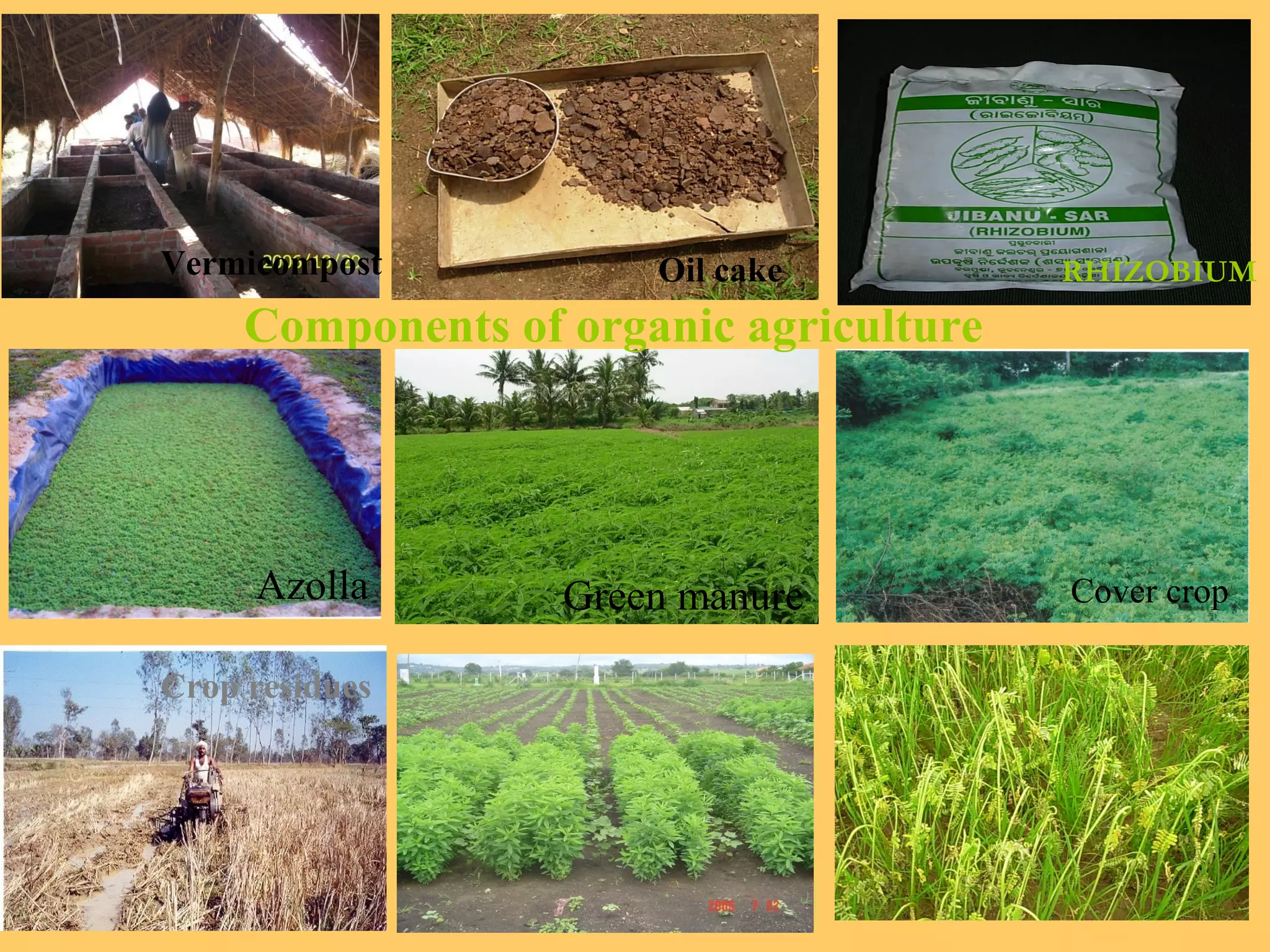RHIZOBIUM
Components of organic agriculture
Green manure Cover crop
Crop residues
Vermicompost Oil cake
Azolla
 