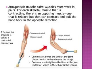    Antagonistic muscle pairs: Muscles must work in
        pairs. For each skeletal muscle that is
        contracting, there is an opposing muscle—one
        that is relaxed but that can contract and pull the
        bone back in the opposite direction.


A flexion like
this one is
called a
concentric
contraction




                       • One muscles bends the limb at the joint
                         (flexor) which in the elbow is the biceps.
                       • One muscles straightens the limb at the joint
                         (extensor) which in the elbow is the triceps.
 