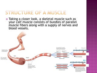    Taking a closer look, a skeletal muscle such as
    your calf muscle consists of bundles of parallel
    muscle fibers along with a supply of nerves and
    blood vessels.
 