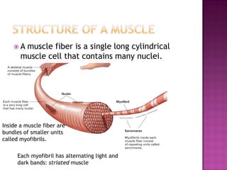 A  muscle fiber is a single long cylindrical
       muscle cell that contains many nuclei.




Inside a muscle fiber are
bundles of smaller units
called myofibrils.

      Each myofibril has alternating light and
      dark bands: striated muscle
 