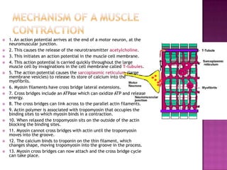    1. An action potential arrives at the end of a motor neuron, at the
    neuromuscular junction.
   2. This causes the release of the neurotransmitter acetylcholine.
   3. This initiates an action potential in the muscle cell membrane.
   4. This action potential is carried quickly throughout the large
    muscle cell by invaginations in the cell membrane called T-tubules.
   5. The action potential causes the sarcoplasmic reticulum (large
    membrane vesicles) to release its store of calcium into the
    myofibrils.
   6. Myosin filaments have cross bridge lateral extensions.
   7. Cross bridges include an ATPase which can oxidize ATP and release
    energy.
   8. The cross bridges can link across to the parallel actin filaments.
   9. Actin polymer is associated with tropomyosin that occupies the
    binding sites to which myosin binds in a contraction.
   10. When relaxed the tropomyosin sits on the outside of the actin
    blocking the binding sites.
   11. Myosin cannot cross bridges with actin until the tropomyosin
    moves into the groove.
   12. The calcium binds to troponin on the thin filament, which
    changes shape, moving tropomyosin into the groove in the process.
   13. Myosin cross bridges can now attach and the cross bridge cycle
    can take place.
 