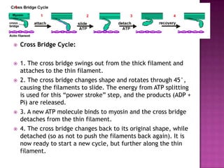    Cross Bridge Cycle:

   1. The cross bridge swings out from the thick filament and
    attaches to the thin filament.
   2. The cross bridge changes shape and rotates through 45°,
    causing the filaments to slide. The energy from ATP splitting
    is used for this ―power stroke‖ step, and the products (ADP +
    Pi) are released.
   3. A new ATP molecule binds to myosin and the cross bridge
    detaches from the thin filament.
   4. The cross bridge changes back to its original shape, while
    detached (so as not to push the filaments back again). It is
    now ready to start a new cycle, but further along the thin
    filament.
 