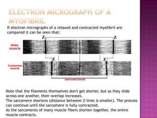 If electron micrographs of a relaxed and contracted myofibril are
compared it can be seen that:




Note that the filaments themselves don't get shorter, but as they slide
across one another, their overlap increases.
The sarcomere shortens (distance between Z-lines is smaller). The process
can continue until the sarcomere is fully contracted.
As the sarcomeres of many muscle fibers shorten together, the entire
muscle contracts.
 