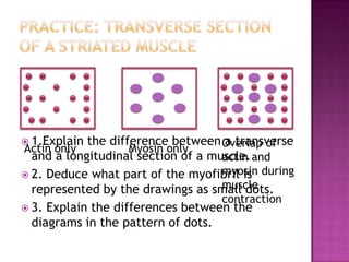  1.Explain the difference between Overlap of
                                    a transverse
Actin only          Myosin only
  and a longitudinal section of a muscle. and
                                    actin
 2. Deduce what part of the myofibril is during
                                    myosin
                                    muscle
  represented by the drawings as small dots.
                                    contraction
 3. Explain the differences between the
  diagrams in the pattern of dots.
 