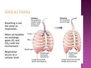Breathing is not
the same as
respiration.

When we breathe
we exchange
gases (O2 and
CO2) with the
environment

Respiration
occurs at a
cellular level
 