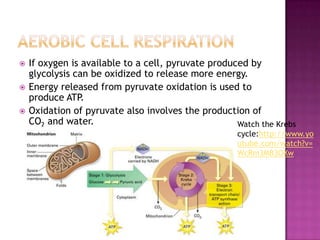    If oxygen is available to a cell, pyruvate produced by
    glycolysis can be oxidized to release more energy.
   Energy released from pyruvate oxidation is used to
    produce ATP.
   Oxidation of pyruvate also involves the production of
    CO2 and water.                                   Watch the Krebs
                                                     cycle:http://www.yo
                                                     utube.com/watch?v=
                                                     WcRm3MB3OKw
 