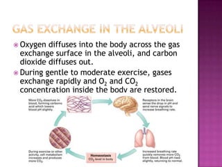  Oxygen  diffuses into the body across the gas
  exchange surface in the alveoli, and carbon
  dioxide diffuses out.
 During gentle to moderate exercise, gases
  exchange rapidly and O2 and CO2
  concentration inside the body are restored.
 