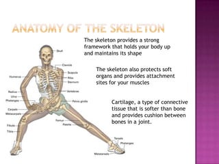 The skeleton provides a strong
framework that holds your body up
and maintains its shape

    The skeleton also protects soft
    organs and provides attachment
    sites for your muscles


          Cartilage, a type of connective
          tissue that is softer than bone
          and provides cushion between
          bones in a joint.
 