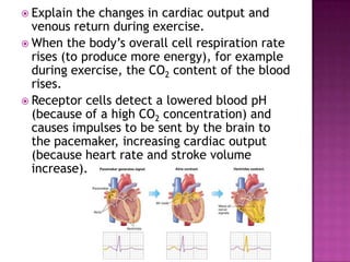  Explain  the changes in cardiac output and
  venous return during exercise.
 When the body’s overall cell respiration rate
  rises (to produce more energy), for example
  during exercise, the CO2 content of the blood
  rises.
 Receptor cells detect a lowered blood pH
  (because of a high CO2 concentration) and
  causes impulses to be sent by the brain to
  the pacemaker, increasing cardiac output
  (because heart rate and stroke volume
  increase).
 