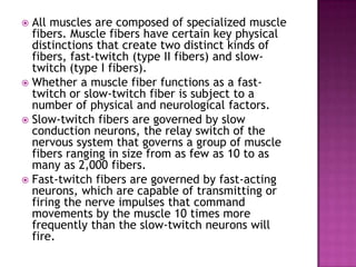  All muscles are composed of specialized muscle
  fibers. Muscle fibers have certain key physical
  distinctions that create two distinct kinds of
  fibers, fast-twitch (type II fibers) and slow-
  twitch (type I fibers).
 Whether a muscle fiber functions as a fast-
  twitch or slow-twitch fiber is subject to a
  number of physical and neurological factors.
 Slow-twitch fibers are governed by slow
  conduction neurons, the relay switch of the
  nervous system that governs a group of muscle
  fibers ranging in size from as few as 10 to as
  many as 2,000 fibers.
 Fast-twitch fibers are governed by fast-acting
  neurons, which are capable of transmitting or
  firing the nerve impulses that command
  movements by the muscle 10 times more
  frequently than the slow-twitch neurons will
  fire.
 