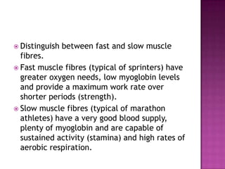  Distinguish   between fast and slow muscle
  fibres.
 Fast muscle fibres (typical of sprinters) have
  greater oxygen needs, low myoglobin levels
  and provide a maximum work rate over
  shorter periods (strength).
 Slow muscle fibres (typical of marathon
  athletes) have a very good blood supply,
  plenty of myoglobin and are capable of
  sustained activity (stamina) and high rates of
  aerobic respiration.
 