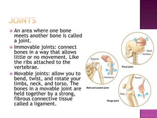  An area where one bone
  meets another bone is called
  a joint.
 Immovable joints: connect
  bones in a way that allows
  little or no movement. Like
  the ribs attached to the
  vertebrae.
 Movable joints: allow you to
  bend, twist, and rotate your
  limbs, neck, and torso. The
  bones in a movable joint are
  held together by a strong,
  fibrous connective tissue
  called a ligament.
 
