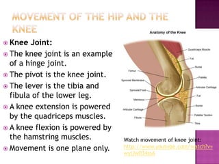  Knee  Joint:
 The knee joint is an example
  of a hinge joint.
 The pivot is the knee joint.
 The lever is the tibia and
  fibula of the lower leg.
 A knee extension is powered
  by the quadriceps muscles.
 A knee flexion is powered by
  the hamstring muscles.         Watch movement of knee joint:
 Movement is one plane only.    http://www.youtube.com/watch?v=
                                 wyiJw034ssA
 