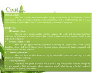 OTHER USES:
Aloe Vera is a very popular potted plant. It is grown in houses for the decoration. The leaf
sap is used to make a soothing and healing moisturizing cream, which is good for the dry skin. It is used
in the making of anti wrinkle cream. It is even used in the preparation of shampoos.
BENEFITS:
 ADigestive System -
Aloevera juice reduces acidity, detoxes, reduces pH levels and alleviates heartburn.
Alleviates the Inflammation of the Digestive Tract, which is associated with Crohnics Disease. It also
alleviates Constipation.
 musculoskeleta I System -
Aloe Vera gel applied topically accelerates the healing of Canker Sores (Mouth Ulcers);
Decubitis Ulcers (Bed Sores); Burns; Herpes Simplex lesions; alleviates the Itching associated with
Hives as well as alleviates Sunburn.
 Cosmetic Application -
Aloe Vera herb has been known to help in anti-wrinkle creams and make up; it is also
beneficial for the hair and scalp.
 Indoor Application -
Plants have been grown indoors in pots in order to help remove toxins from the atmosphere.
It is also unusual in that it continues to release oxygen and absorb carbon dioxide in the dark, making it
very suitable for growing in bedrooms.
 